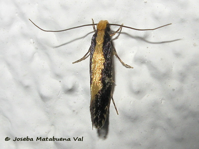 Monopis obviella - Tineidae